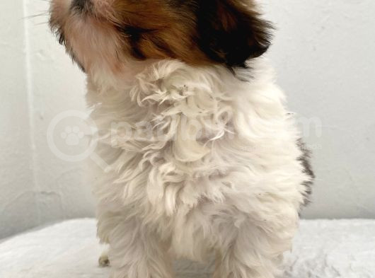 0 Numara Dişi Shihtzu Yavrum görsel