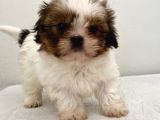 0 Numara Dişi Shihtzu Yavrum