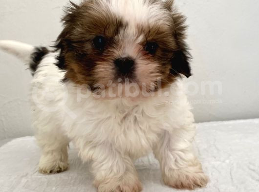 0 Numara Dişi Shihtzu Yavrum görsel
