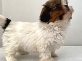 0 Numara Dişi Shihtzu Yavrum