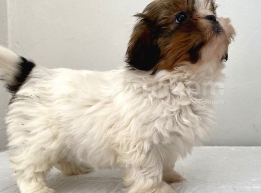 0 Numara Dişi Shihtzu Yavrum görsel
