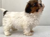 0 Numara Dişi Shihtzu Yavrum