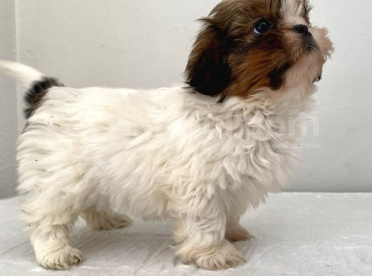 0 Numara Dişi Shihtzu Yavrum görsel
