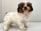 0 Numara Dişi Shihtzu Yavrum