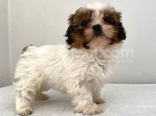 0 Numara Dişi Shihtzu Yavrum görsel