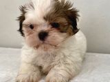 0 Numara Erkek Shihtzu Bebeğim