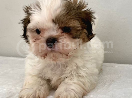 0 Numara Erkek Shihtzu Bebeğim görsel