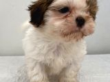 0 Numara Erkek Shihtzu Bebeğim