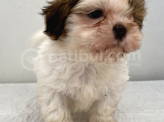 0 Numara Erkek Shihtzu Bebeğim görsel