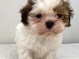 0 Numara Erkek Shihtzu Bebeğim