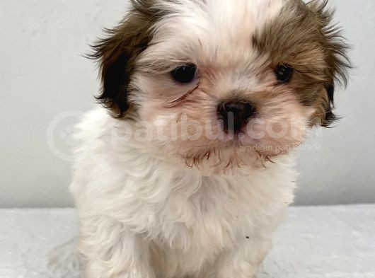 0 Numara Erkek Shihtzu Bebeğim görsel