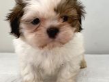 0 Numara Erkek Shihtzu Bebeğim