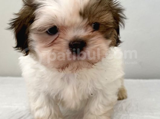 0 Numara Erkek Shihtzu Bebeğim görsel
