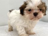 0 Numara Erkek Shihtzu Bebeğim