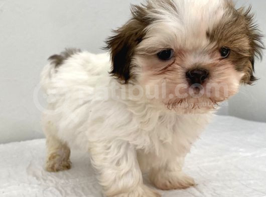 0 Numara Erkek Shihtzu Bebeğim görsel