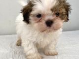 0 Numara Erkek Shihtzu Bebeğim