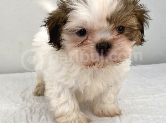 0 Numara Erkek Shihtzu Bebeğim görsel