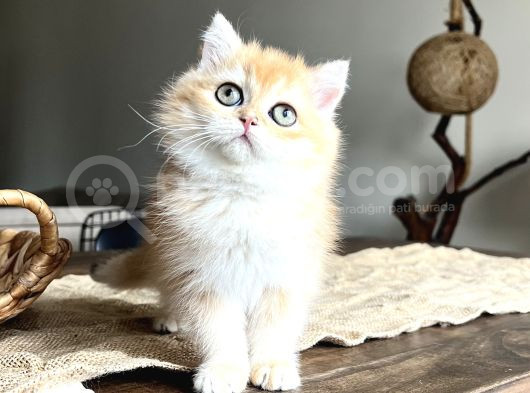 Top Kafa Koca Gözlü Orj Bri̇ti̇sh Golden Shorhai̇r Ny12 görsel