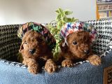 Irk Sağlık Garantili Toy Poodle Bebeklerim