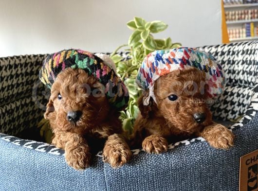 Irk Sağlık Garantili Toy Poodle Bebeklerim görsel