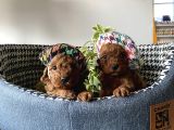 Irk Sağlık Garantili Toy Poodle Bebeklerim