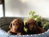 Irk Sağlık Garantili Toy Poodle Bebeklerim