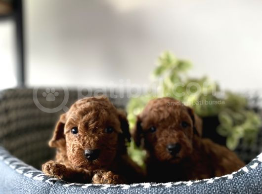 Irk Sağlık Garantili Toy Poodle Bebeklerim görsel