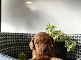 Irk Sağlık Garantili Toy Poodle Bebeklerim