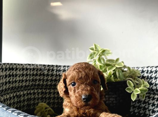 Irk Sağlık Garantili Toy Poodle Bebeklerim görsel