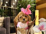 Tooy Poodle Cinsi Kıpkırmızı Red Mini Boy