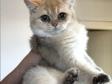 Golden British Shorthair