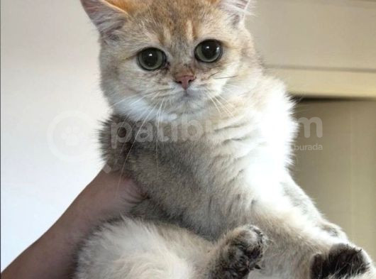 Golden British Shorthair