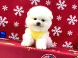 Ukrayna Girişli Pomeranian Boo Yavrularımız