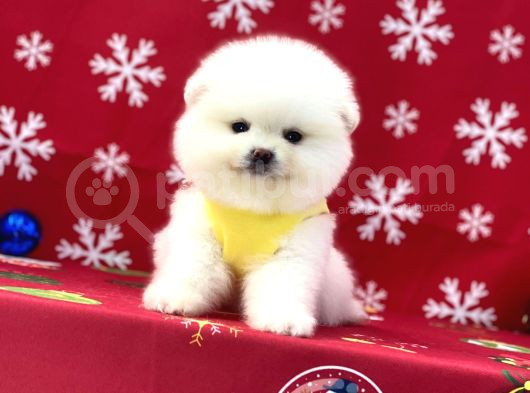 Ukrayna Girişli Pomeranian Boo Yavrularımız görsel