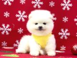 Ukrayna Girişli Pomeranian Boo Yavrularımız