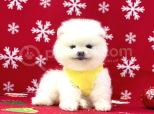 Ukrayna Girişli Pomeranian Boo Yavrularımız görsel
