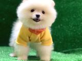 Üst Düzey A Kalite Pomeranian Boo Yavrularımız