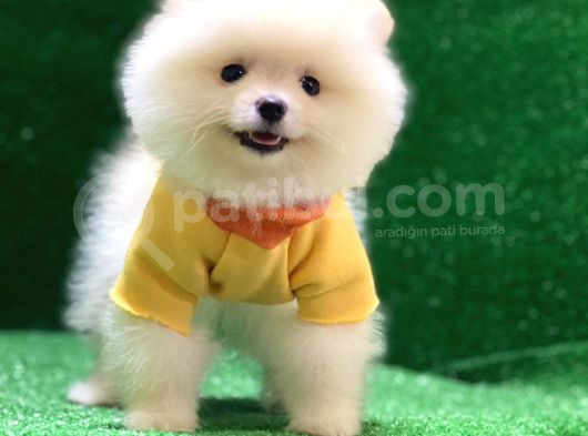 Üst Düzey A Kalite Pomeranian Boo Yavrularımız görsel