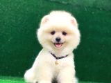Karbeyaz Pomeranian Boo Yavrularımız