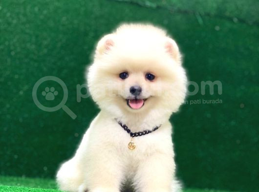 Karbeyaz Pomeranian Boo Yavrularımız görsel