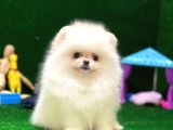 Tayland Girişli Pomeranian Boo Yavrularımız
