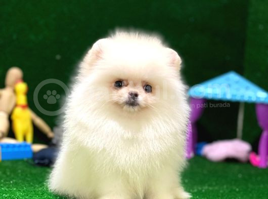 Tayland Girişli Pomeranian Boo Yavrularımız görsel