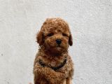 Toy Poodle Yavrularımız