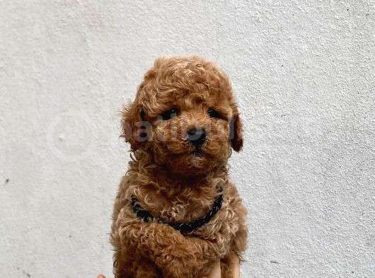 Toy Poodle Yavrularımız