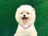 Karbeyaz Pomeranian Boo Yavrularımız