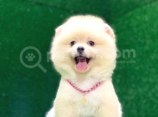 Karbeyaz Pomeranian Boo Yavrularımız görsel