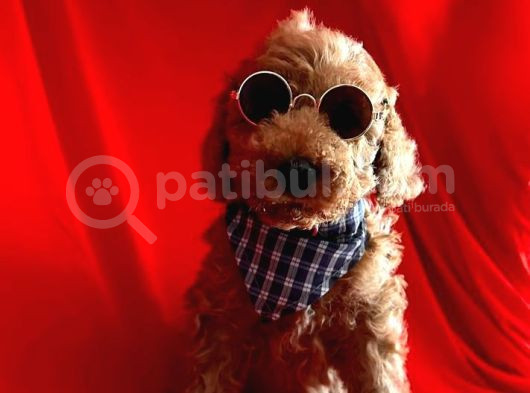 Orji̇nal Poodle Yavrular