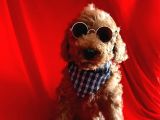Orji̇nal Poodle Yavrular