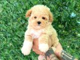 F1 Maltipoo Yavrularımız