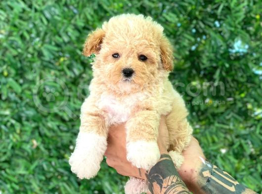 F1 Maltipoo Yavrularımız görsel